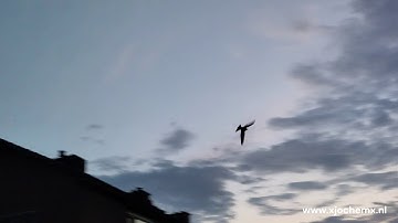 Drie uitvliegende jonge gierzwaluwen, 23 juli 2025