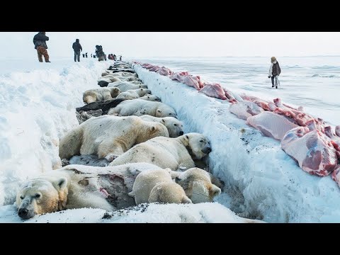 Bu Videonun Yasaklanması Umurumda DEĞİLL!!! Vahşi Hayvanları Beslemeyi DURDURUN!!! #hayvanlar