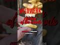Der #schwefelpoorling #chickenofthewoods #pilze #mushroom #Rezept #veganmeat #vegan