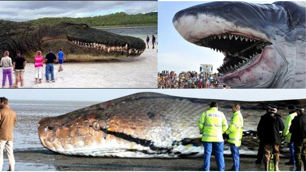 The 10 Largest Animals In The World / All Species YouTube