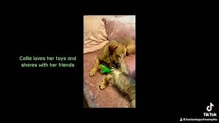 8/4/24 Callie , available for adoption @ rescuevet Memphis