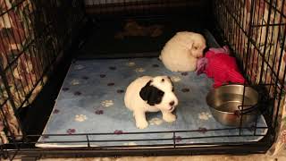 Coton Puppies For Sale - Haven 12/28/21