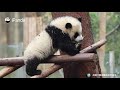С потеплением детёныши панды становятся всё более активными