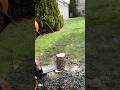 Tiny Tree, Full Removal #TreeRemoval #ChainsawWork #Cleanup #satisfyingvideo