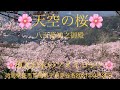 🌸天空の桜🌸ソメイヨシノ8000本🌸 徳島県美馬市脇町字東赤谷名 八百萬神之御殿 20210326 ⚠️令和7年(2025年)桜花見一般開放休止します⚠️