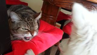 Why Cats Suck