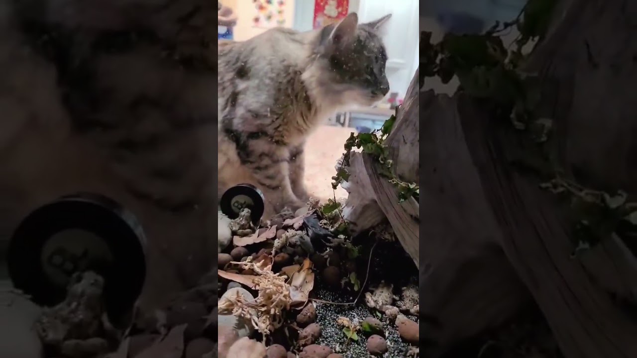 Behind the Scenes: Taki & The Frogs 🐸🎬 