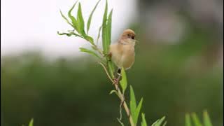 Golden-Headed Cisticola at Oxley Creek Common, Nov 2022