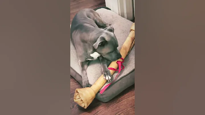 Hazel got a Flintstones Bone