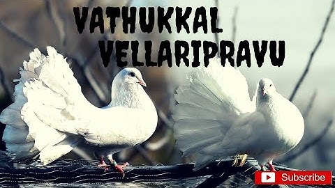 "Vathikkalu Vellaripravu"....  Sufiyum Sujathayum| Lyrics Video Song