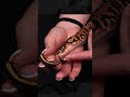 Awesome Ball Python Hatchlings #snake