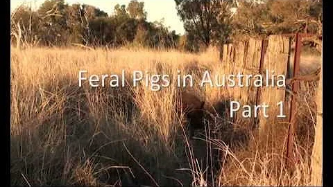 Feral Pigs in Australia - Part 1: Introduction