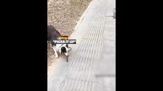 Dog surprises owner with its intelligence 🐶 #eua