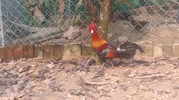 R.ặ.c mã vàng vòng kim đẹp