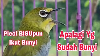 Masteran Pleci Bustomi Buka Paruh Masternya Pancingan Pleci