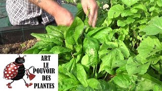 potager: Épinard Géant d'Hiver: Conseils jardinage: Comment faire un  semis,  culture, récolte