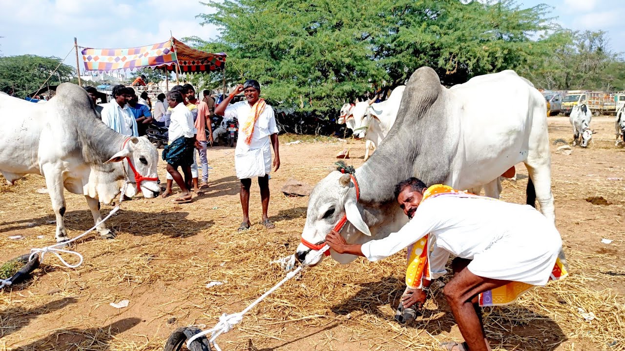 pebbair bulls market-bulls prices-cattle market pebbair-oxen market-ox market-bulls prices-bull
