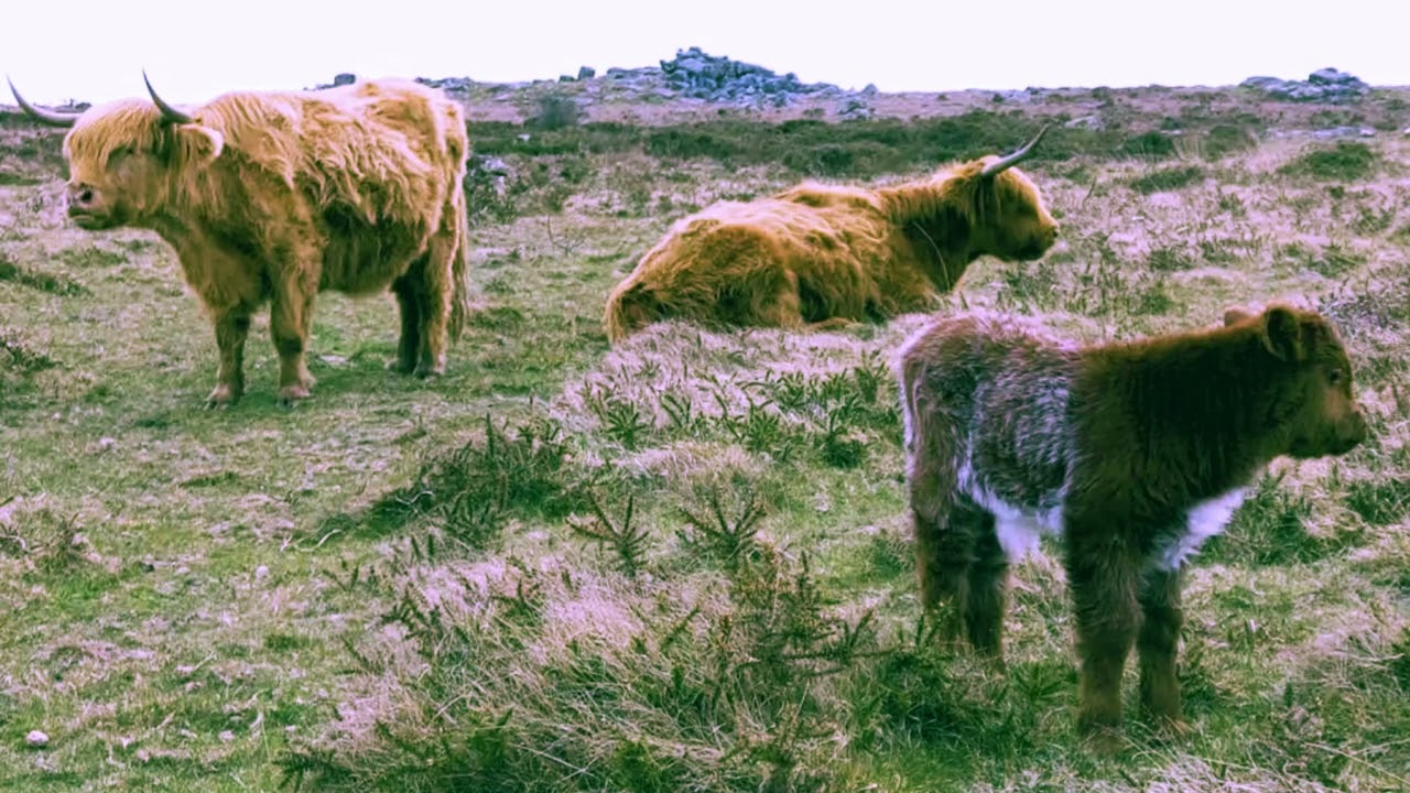 Haytor Rocks - Dartmoor National Park