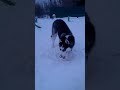 Hunt husky #husky #puppy #dogshorts #huskylife#siberianhusky #funnyhuskypuppy