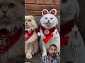 Cat 🐈 #comedyshorts #funny #funnyshorts