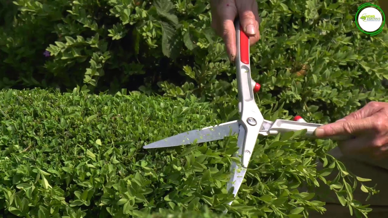 TAILLER LE BUIS, C'EST FACILE ! YouTube