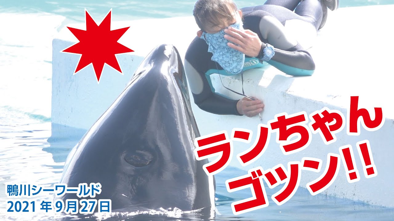 ショーに使う曲を選んでいました They Were Choosing The Songs For The Show 年6月29日 鴨川シーワールド シャチパフォーマンス Killer Youtube ショーに使う曲を選んでいました They Were Choosing The Songs For The Show 年6月29日 鴨川シーワールド シャチパフォーマンス Killer Youtube