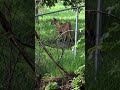 Topanga backyard mountain lion 2018