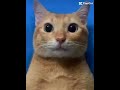 My dreams be like part2 #capcut #cats #kittys #cute