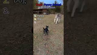 Top 3 Funniest Animals The Third One Is So Funny I Almost Couldnt Breathe