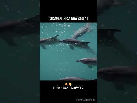 해상에서 가장 슬픈 장례식