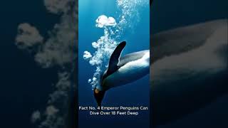 Penguin - Do you know?