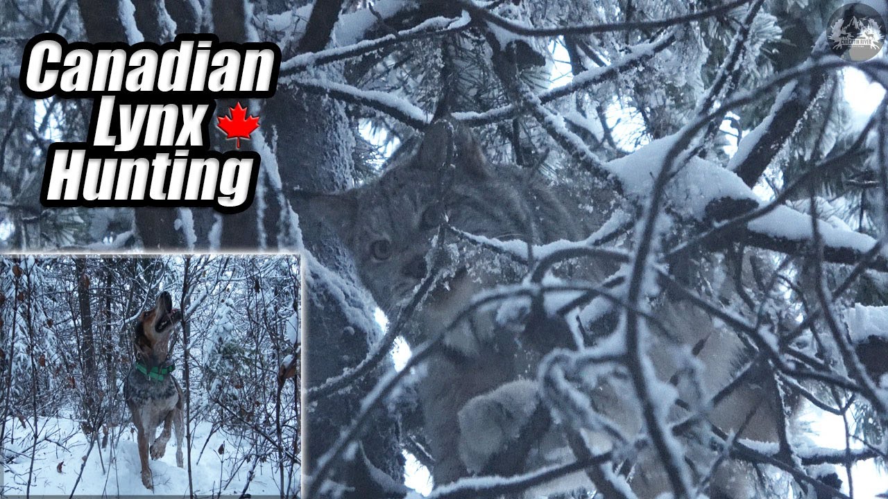 36 HOUR Drive to Hunt Canadian Lynx! YouTube