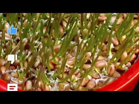 تصوير رائع لتتبع نمو النباتات