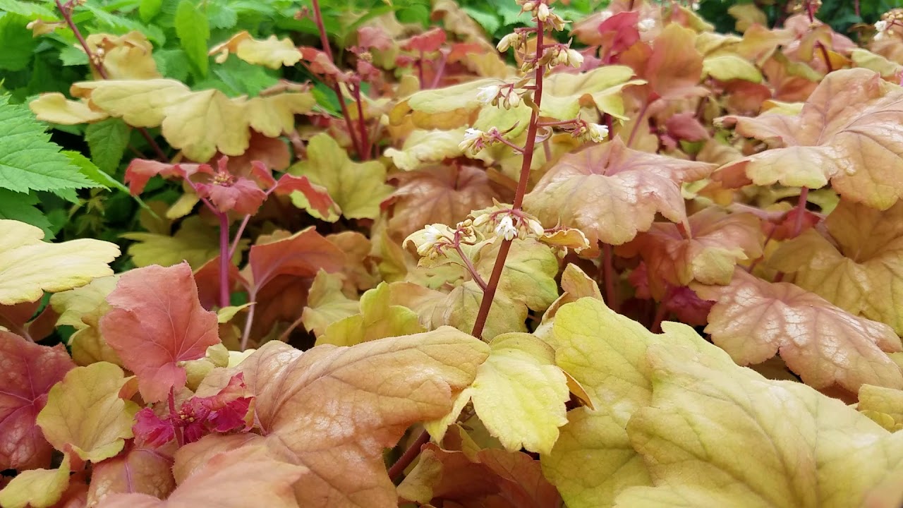 Heuchera Champagne (Coral Bells)