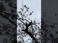 Beautiful cherry blossom during rain in Japan