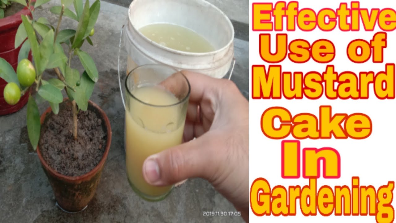 16,Mustard cake liquid fertilizer. Best liquid fertilizer for flowering