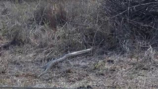 Hyge python crossing the road in Kruger National Park