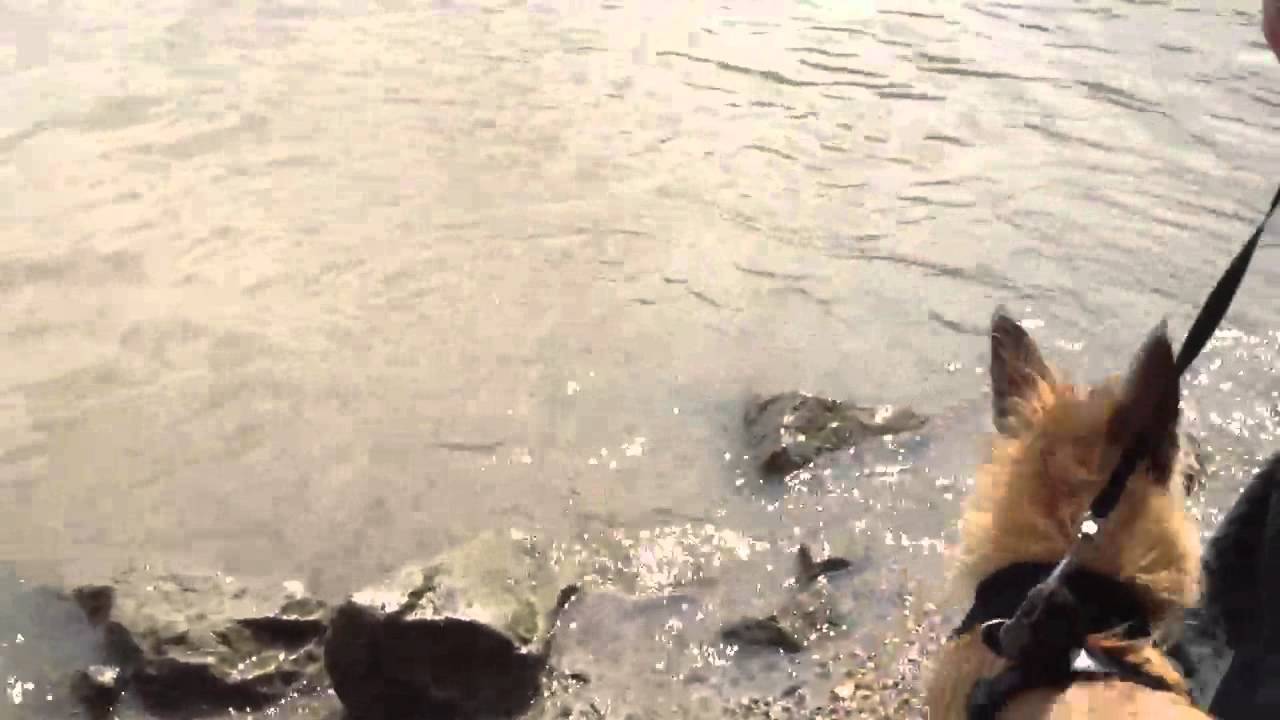 Friday fetches a stick in the water