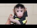 Baby Monkey Chiro rinses after playing on the beach with grandma (CHIRO L #001)