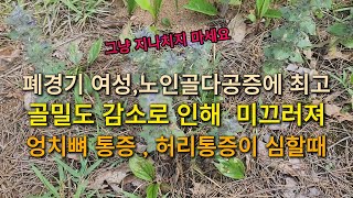 폐경기 여성, 노인 골다공증에 최고. 골밀도 감소로 인해 미끄러져 엉치뼈 통증,허리통증이 심할때 보약같은 약초.