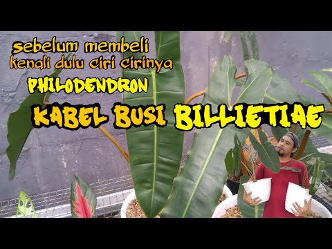 HARGANYA MAHAL!!! Philodendron Billietiae | Philo Kabel Busi. 