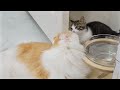 The Big Cat and the Rescued Kitten Love Each Other │ Episode.178