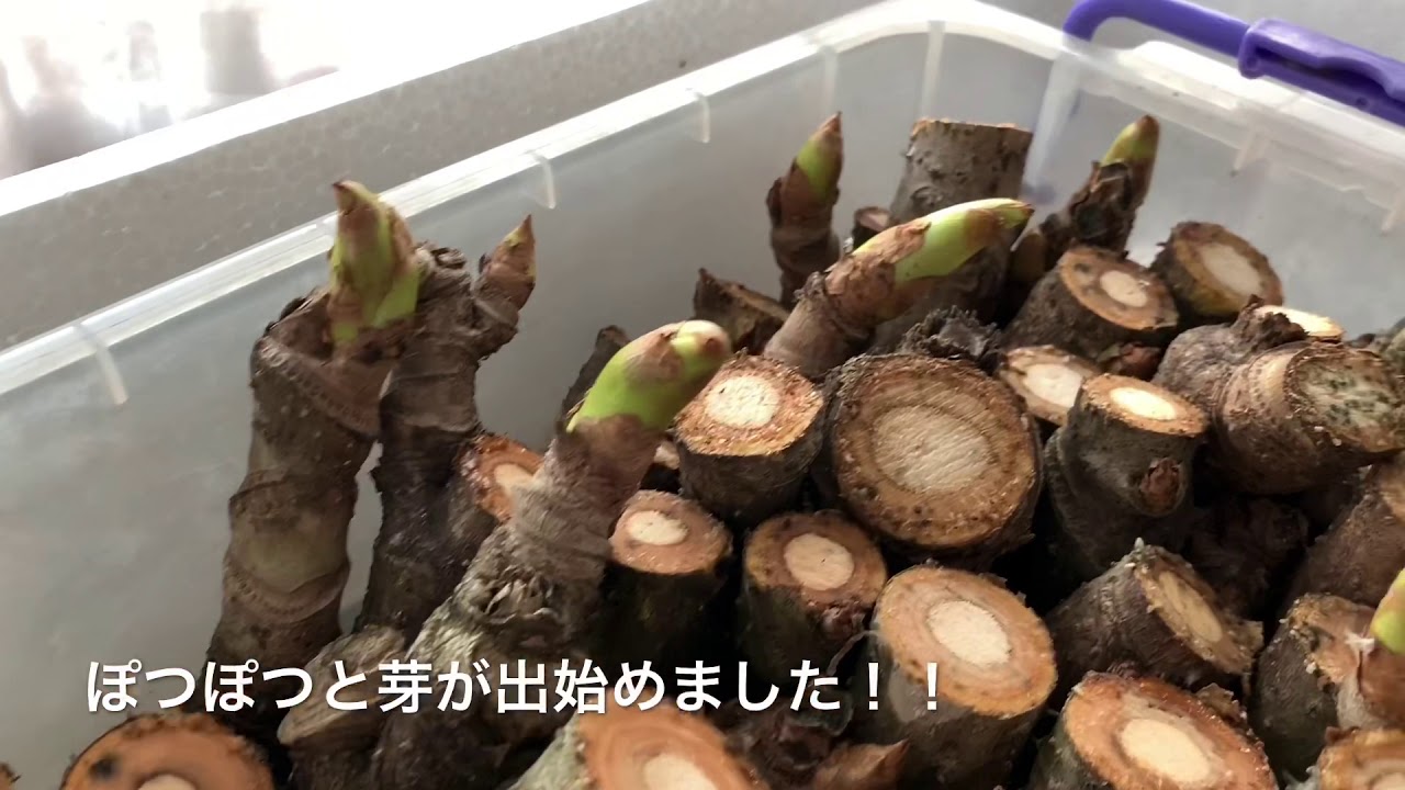 タラの芽の水栽培 ふかし栽培 2週間後 天ぷら美味すぎた Youtube