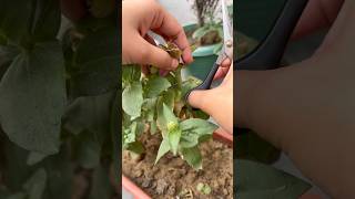 Meri scissors koh nazrandaaz kiya jaye😮‍💨 #youtube #flowers #trending #flowery #gardening #shorts