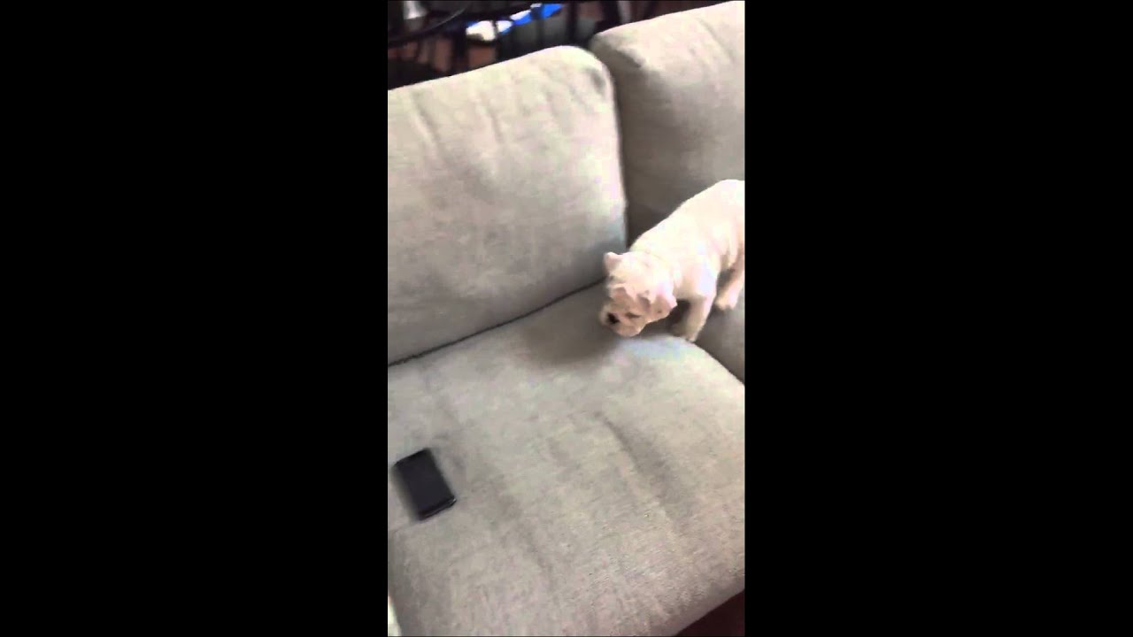 Puppy adorably stalks his "prey" YouTube