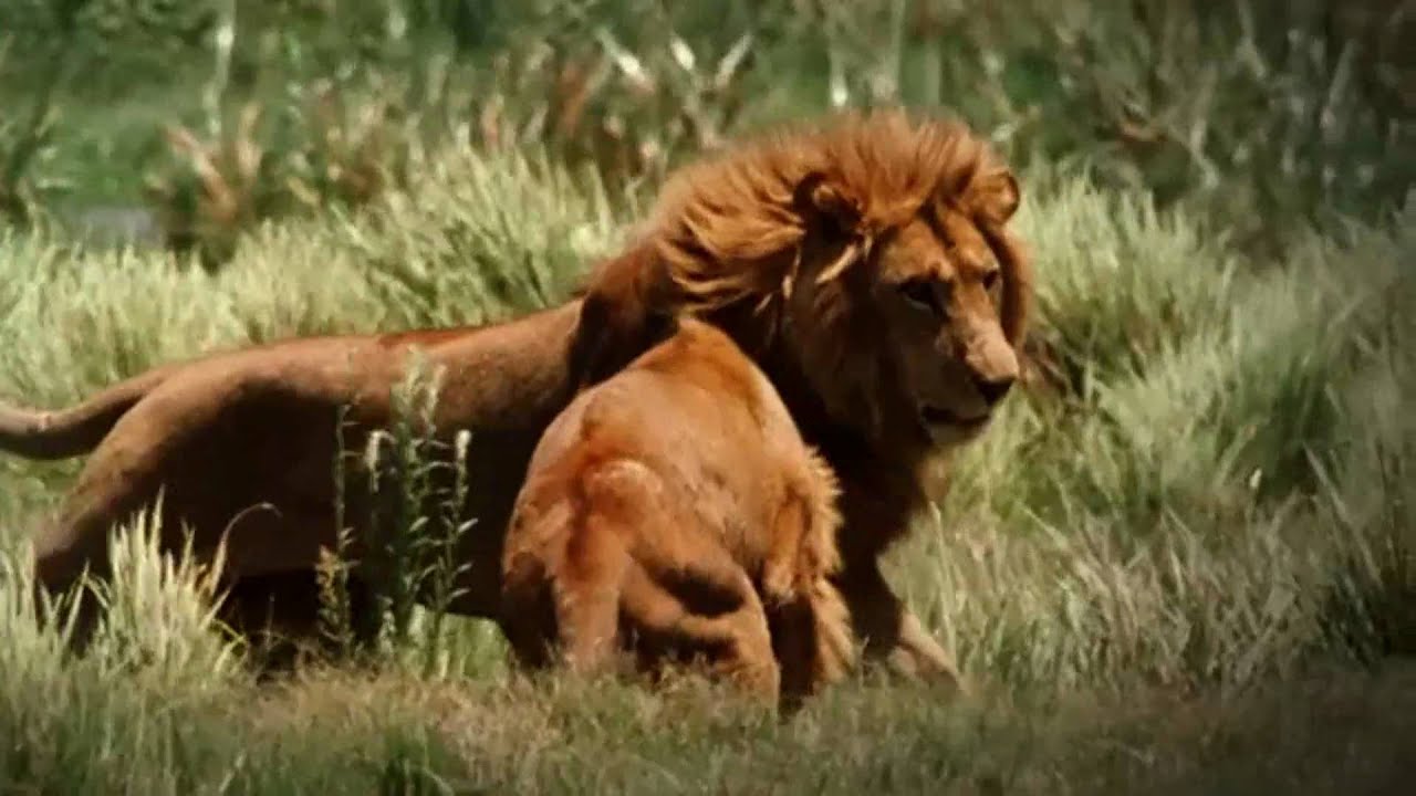 David Archuleta (HD) @ NATGEO's CAUSE AN UPROAR CAMPAIGN (w/ OTHER CELEBS)