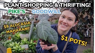 $9 ALOCASIA MAHARANI at PIKE'S?! Thrifting For Plant POTS at Goodwill! Plant Shopping & Plant Haul