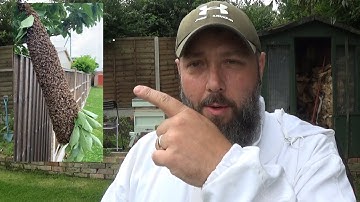 UK beekeeping v9-21 - 1st inspection of a large swarm caught by a friend on the Isle of sheppey...