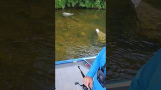 How Shallow Can You Go? #bassfishing #riverbass #river #fishing