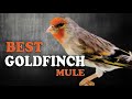 GOLDFINCH mule Training Song 1st